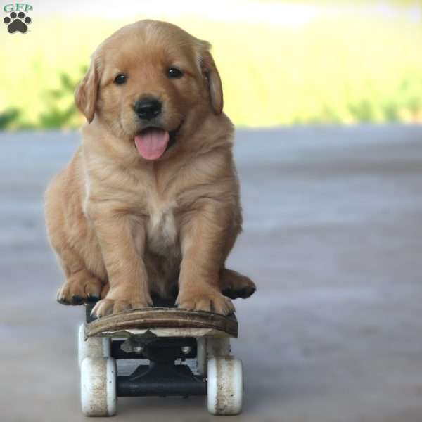 Hunter, Golden Retriever Puppy